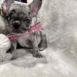 French bulldog - Merle- Female available now/French Bulldog/Female/Younger Than Six Months,Pure breed, available nowDOB- 1/3/24mum and dad both DNA clear , purebreed with papersPuppy - female - Merel colour PET ONLYCute teeny tiny girlRaised in family environment with other pets(Mum,dad & cats& family)Vet checked, wormed, vaccinated & MicrochippedComes with gift bag and will be freshly groomed for new family forever homeEFT Pos available. Text my business line ******3714 we will get back to you asap. REVEAL_DETAILS Mum and dad listed in last picDad is white - (blue eye)BIN- 0003288415198RPBA-882NCIP-9002232