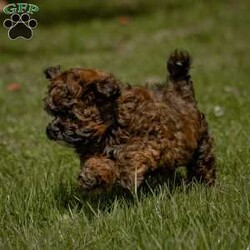 Lily/Shih-Poo									Puppy/Female	/February 4th, 2024,Hey there! I’m Lily, a little Shih-poo puppy, and I’m here to wiggle and wag my way right into your heart!