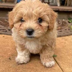 Smoodle puppies Ready for their forever home/Maltese Shih Tzu/Both/Younger Than Six Months,Gorgeous small breed non shedding Malshi x Toy poodle pups Smoodles. Very social and curious puppies have been brought up in our home, started toilet training and love being around people.Vet checked, microchipped and ready for their forever home.3 girls 2 boys. Grow to around 5kg.