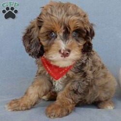 Benny/Cockapoo									Puppy/Male	/8 Weeks,Prepare to fall in love!!!  My name is Benny and I’m the sweetest little F1 cockapoo and I would love to come home with you!!!! One look into my warm, loving eyes and at my silky soft coat and I’ll be sure to have captured your heart already! I’m very happy, playful and very kid friendly and I would love to fill your home with all my puppy love!! I am full of personality, and ready for adventures! I stand out way above the rest with my beautifully marked chocolate merle coat and I have 1 blue eye !!… I have been vet checked head to tail, microchipped and I am up to date on all vaccinations and dewormings . I come with a 1-year guarantee with the option of extending it to a 3-year guarantee and shipping is available! My mother is our sweet Jackie, an AKC 24# cocker spaniel with a heart of gold and my father is our beautiful Zeke, a happy and playful 10# apricot and white mini poodle and he has been  genetically tested clear!  I will grow to approx. 17-20# and I will be hypoallergenic and nonshedding! !!… Why wait when you know I’m the one for you? Call or text Martha to make me the newest addition to your family and get ready to spend a lifetime of tail wagging fun with me! (7% sales tax on in home pickups) 