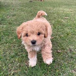 Smoodle puppies Ready for their forever home/Maltese Shih Tzu/Both/Younger Than Six Months,Gorgeous small breed non shedding Malshi x Toy poodle pups Smoodles. Very social and curious puppies have been brought up in our home, started toilet training and love being around people.Vet checked, microchipped and ready for their forever home.3 girls 2 boys. Grow to around 5kg.