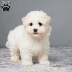Jefferson/Bichon Frise									Puppy/Male	/8 Weeks,Are you looking for a soft cuddly friend? Meet little Jefferson! He is full of sweetness and puppy kisses and loves to play with both adults & children. He was born on March 13 to Bichon Frise parents Mindy & Rambo. Mom weighs 13 lbs. and Dad weighs 11 lbs. Jefferson is up to date on vaccines and dewormers to keep him happy & healthy. He will be ready for his forever home anytime on or after May 8. We offer a 30 day health guarantee on Jefferson. A bag of food, toys, and blanky will be sent with Jefferson to his new home to make the transition easier for all. Text or call to adopt him today.