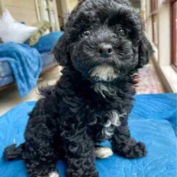 Support our ethical breeding program - Moodle c/Poodle (Miniature)/Both/Younger Than Six Months,Are you looking for a ​small ​companion dog you can take everywhere and do everything with?Available pup​s:"Noodle" - black and white soft curls."Lala" - Tri coloured with curly hair like her mum. Very sweet and playful! Breeders terms only - she will come back to us for some litters $600"Johnny Depp - boy. Tri color. Vigorous and confident - but also calm. $4000.Mum is our beautiful cross-bred girl Ruffy. She is mostly a Maltese terrier but also has havianese and shih-tsu. She is extremely emotionally attuned, tough but loving.Dad is a Red Toy Poodle stud Rambo - who has pedigree papers, and testing results and is just so friendly and The puppies have been raised indoors, on our patio, and around children and other pets. They are now being socialised and toilet trained.​​L​ocated in Kyneton, Victoria and can deliver to Melbourne or beyond.We are an ethical registered ​breeder​ specialising in well socialised dogs with calm friendly temperaments that fit well into family life. We have a website & Facebook page familydogsvictoria.com.au ​"The Opposite Of A Puppy Farm" ​with many photos, including photos of the parents and grandparents, information, and our policies. We welcome visits or video meetings for interested buyers.DNA tests for both parents are available on request. Raised using best-practice puppy socialisation techniques in the family home.Once our puppies leave, we:- Would love to see updates!- Offer a rehoming policy- Have a Facebook page you can stay in touch or see other puppies we have bred- Offer supportWe love talking about our dogs so please call Lani at 0146084018