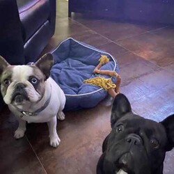 French bulldog - Merle- Female available now/French Bulldog/Female/Younger Than Six Months,Pure breed, available nowDOB- 1/3/24mum and dad both DNA clear , purebreed with papersPuppy - female - Merel colour PET ONLYCute teeny tiny girlRaised in family environment with other pets(Mum,dad & cats& family)Vet checked, wormed, vaccinated & MicrochippedComes with gift bag and will be freshly groomed for new family forever homeEFT Pos available. Text my business line ******3714 we will get back to you asap. REVEAL_DETAILS Mum and dad listed in last picDad is white - (blue eye)BIN- 0003288415198RPBA-882NCIP-9002232