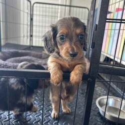 Purebred long haired dachshund/Dachshund/Female/Younger Than Six Months