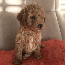 Stunning Registered Toy Cavoodles /Cavoodle/Both/Younger Than Six Months