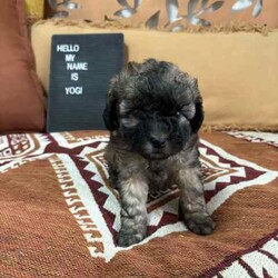 Maltese x shihtzu /Maltese Shih Tzu/Male/Younger Than Six Months,We have one puppy left looking for his forever home. He has been vet checked, microchipped and vaccinated. He has been raised around children and loves lots of cuddles. He is ready for his new home now.