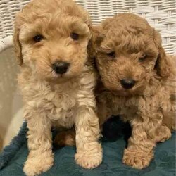Adopt a dog:Cavoodle dna clear 2nd generation /Cavoodle/Both/Younger Than Six Months,