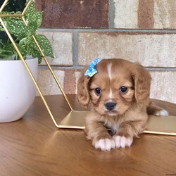 Hunter/Cavalier King Charles Spaniel									Puppy/Male	/7 Weeks,Meet hunter he is a friendly, well socialized, playful,cavalier puppy. He is vet checked microchipped, updated on shots and worming. He is ready to meet his new family.