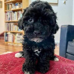 Support our ethical breeding program - Moodle c/Poodle (Miniature)/Both/Younger Than Six Months,Are you looking for a ​small ​companion dog you can take everywhere and do everything with?Available pup​s:"Noodle" - black and white soft curls."Lala" - Tri coloured with curly hair like her mum. Very sweet and playful! Breeders terms only - she will come back to us for some litters $600"Johnny Depp - boy. Tri color. Vigorous and confident - but also calm. $4000.Mum is our beautiful cross-bred girl Ruffy. She is mostly a Maltese terrier but also has havianese and shih-tsu. She is extremely emotionally attuned, tough but loving.Dad is a Red Toy Poodle stud Rambo - who has pedigree papers, and testing results and is just so friendly and The puppies have been raised indoors, on our patio, and around children and other pets. They are now being socialised and toilet trained.​​L​ocated in Kyneton, Victoria and can deliver to Melbourne or beyond.We are an ethical registered ​breeder​ specialising in well socialised dogs with calm friendly temperaments that fit well into family life. We have a website & Facebook page familydogsvictoria.com.au ​"The Opposite Of A Puppy Farm" ​with many photos, including photos of the parents and grandparents, information, and our policies. We welcome visits or video meetings for interested buyers.DNA tests for both parents are available on request. Raised using best-practice puppy socialisation techniques in the family home.Once our puppies leave, we:- Would love to see updates!- Offer a rehoming policy- Have a Facebook page you can stay in touch or see other puppies we have bred- Offer supportWe love talking about our dogs so please call Lani at 0146084018