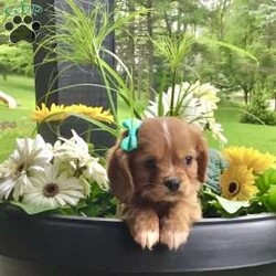 Hunter/Cavalier King Charles Spaniel									Puppy/Male	/7 Weeks,Meet hunter he is a friendly, well socialized, playful,cavalier puppy. He is vet checked microchipped, updated on shots and worming. He is ready to meet his new family.