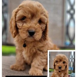 F1 Cavoodle Puppies/Cavoodle/Both/Younger Than Six Months