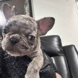 French bulldog - Merle- Female available now/French Bulldog/Female/Younger Than Six Months,Pure breed, available nowDOB- 1/3/24mum and dad both DNA clear , purebreed with papersPuppy - female - Merel colour PET ONLYCute teeny tiny girlRaised in family environment with other pets(Mum,dad & cats& family)Vet checked, wormed, vaccinated & MicrochippedComes with gift bag and will be freshly groomed for new family forever homeEFT Pos available. Text my business line ******3714 we will get back to you asap. REVEAL_DETAILS Mum and dad listed in last picDad is white - (blue eye)BIN- 0003288415198RPBA-882NCIP-9002232