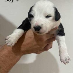 Purebred Border Collie Puppies/Border Collie/Female/Younger Than Six Months,Purebred border collie pups for saleBorn on 20/4/242 girls, 5 boysBoy 1 - AvailableBoy 2 - SOLDBoy 3 - AvailableBoy 4 - AvailableBoy 5 - AvailableGirl 1 - AvailableGirl 2 - AvailableMum - purebred tan and white (medium coat)Dad - purebred black and white (medium coat)Will be up to date with worming, vaccines and microchipped.Mum is a pet, however does come from working lines and shows interest in work and Dad is a working dog. Parents are both loving and affectionate dogs.Can view from 4 weeks old and will be ready for their forever homes from 15/6/24