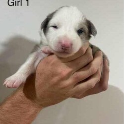 Purebred Border Collie Puppies/Border Collie/Female/Younger Than Six Months,Purebred border collie pups for saleBorn on 20/4/242 girls, 5 boysBoy 1 - AvailableBoy 2 - SOLDBoy 3 - AvailableBoy 4 - AvailableBoy 5 - AvailableGirl 1 - AvailableGirl 2 - AvailableMum - purebred tan and white (medium coat)Dad - purebred black and white (medium coat)Will be up to date with worming, vaccines and microchipped.Mum is a pet, however does come from working lines and shows interest in work and Dad is a working dog. Parents are both loving and affectionate dogs.Can view from 4 weeks old and will be ready for their forever homes from 15/6/24