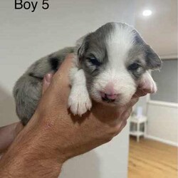 Purebred Border Collie Puppies/Border Collie/Female/Younger Than Six Months,Purebred border collie pups for saleBorn on 20/4/242 girls, 5 boysBoy 1 - AvailableBoy 2 - SOLDBoy 3 - AvailableBoy 4 - AvailableBoy 5 - AvailableGirl 1 - AvailableGirl 2 - AvailableMum - purebred tan and white (medium coat)Dad - purebred black and white (medium coat)Will be up to date with worming, vaccines and microchipped.Mum is a pet, however does come from working lines and shows interest in work and Dad is a working dog. Parents are both loving and affectionate dogs.Can view from 4 weeks old and will be ready for their forever homes from 15/6/24