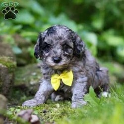 Isaac/Miniature Poodle									Puppy/Male	/8 Weeks,Meet Isaac, the most darling AKC Mini Poodle puppy! With his fluffy coat, expressive eyes, and playful demeanor, he is ready to bring warmth and love into your home. He loves playtime and any attention he can get! Poodles are known to be remarkably intelligent, which makes them excel in activities & training. They are also hypoallergenic, which means they are less likely to cause allergic reactions in people who are prone to allergies.