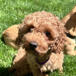 Adopt a dog:Cinny/Miniature Poodle/Female/Young,My name is CINNY and I am a TWO year old pure female miniature Poodle weighing 10 pounds

I came from a puppy mill in WI  so extremely sweet, gentle but shy 

I love nothing better then my foster mom holding me,. but enjoying playing with a ball and learning from the other dog in home

I still get anxious when left home alone but getting  better  so my rescue feels someones who is  home during day and who has patience to show me life is good 

If you looking for a dog that I will be your everything and your new companion and live in the suburbs with a backyard, then look no further  

Spayed with all up to date shots 

Please fill out the application on this link 

https://www.shelterluv.com/matchme/adopt/POSH/Dog