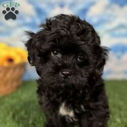 Ray/Shih-Poo									Puppy/Male	/9 Weeks,Hey there, My name is Ray! I am a very cute male Shihpoo puppy! I was born on March 16th, 2024.  I am such a sweet little boy! I am looking for my new family, could that be with you? If you choose me I will come home to you vet checked with my vaccinations and deworming up to date, and I will also be microchipped. If you think that I would make the perfect little addition to your family, then please call or text to find out more information about me!  