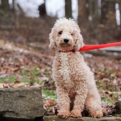 Isaac/Miniature Poodle									Puppy/Male	/8 Weeks,Meet Isaac, the most darling AKC Mini Poodle puppy! With his fluffy coat, expressive eyes, and playful demeanor, he is ready to bring warmth and love into your home. He loves playtime and any attention he can get! Poodles are known to be remarkably intelligent, which makes them excel in activities & training. They are also hypoallergenic, which means they are less likely to cause allergic reactions in people who are prone to allergies.