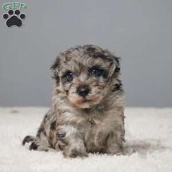 Lilac/Havapoo									Puppy/Female	/6 Weeks,Meet Lilac, the sweetest Mini Poodle you’ll ever find! This charming little lady is looking for a forever home where she can share her love and joy. Raised with care in a family setting, Lilac is well-socialized and ready to be your perfect companion. She has been vet checked to ensure she’s healthy and is up to date on her vaccines and dewormer. Lilac loves to play and cuddle, making her an ideal addition to any family. Don’t miss out on the chance to welcome this delightful, loving pup into your life. Contact us today to meet Lilac!