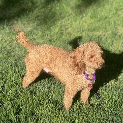 Adopt a dog:Cinny/Miniature Poodle/Female/Young,My name is CINNY and I am a TWO year old pure female miniature Poodle weighing 10 pounds

I came from a puppy mill in WI  so extremely sweet, gentle but shy 

I love nothing better then my foster mom holding me,. but enjoying playing with a ball and learning from the other dog in home

I still get anxious when left home alone but getting  better  so my rescue feels someones who is  home during day and who has patience to show me life is good 

If you looking for a dog that I will be your everything and your new companion and live in the suburbs with a backyard, then look no further  

Spayed with all up to date shots 

Please fill out the application on this link 

https://www.shelterluv.com/matchme/adopt/POSH/Dog