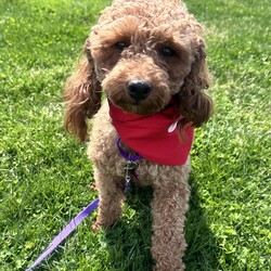 Adopt a dog:Cinny/Miniature Poodle/Female/Young,My name is CINNY and I am a TWO year old pure female miniature Poodle weighing 10 pounds

I came from a puppy mill in WI  so extremely sweet, gentle but shy 

I love nothing better then my foster mom holding me,. but enjoying playing with a ball and learning from the other dog in home

I still get anxious when left home alone but getting  better  so my rescue feels someones who is  home during day and who has patience to show me life is good 

If you looking for a dog that I will be your everything and your new companion and live in the suburbs with a backyard, then look no further  

Spayed with all up to date shots 

Please fill out the application on this link 

https://www.shelterluv.com/matchme/adopt/POSH/Dog