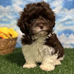 Roy/Shih-Poo									Puppy/Male	/10 Weeks,Hey there, My name is Roy! I am a very cute male Shihpoo puppy! I was born on March 16th, 2024.  I am such a sweet little boy! I am looking for my new family, could that be with you? If you choose me I will come home to you vet checked with my vaccinations and deworming up to date, and I will also be microchipped. If you think that I would make the perfect little addition to your family, then please call or text to find out more information about me!  