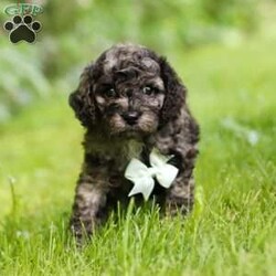 Enzo/Cockapoo									Puppy/Male	/6 Weeks,Introducing Enzo, the embodiment of boundless energy and irresistible charm! This little guy is an extremely loving Cockapoo puppy who loves attention. He has stunning, fluffy fur paired with large brown eyes that set him apart from others. Cockapoo are intelligent and affectionate, they love playtime, cuddling or going on adventures with their favorite people. They tend to be very adaptable and should have no problem adjusting to their new homes! The Mama is a beautiful Cockapoo girl named Hazel, she weighs 15lbs. Whether she’s faithfully by our side or patiently waiting by the door for our return, her commitment is unwavering. The Dad, Ozzie is a handsome AKC Mini Poodle who weighs 12 lbs. He has a lively, happy- go-lucky temperament & is a super smart boy. This baby will join your home microchipped, Up to date on vaccines and dewormer, with our 1 Year genetic health guarantee & will be completely vet checked. If you would like some more information or to schedule a visit, please call or text me anytime Monday through Saturday. Thanks, Emily 