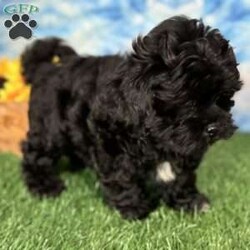 Ray/Shih-Poo									Puppy/Male	/9 Weeks,Hey there, My name is Ray! I am a very cute male Shihpoo puppy! I was born on March 16th, 2024.  I am such a sweet little boy! I am looking for my new family, could that be with you? If you choose me I will come home to you vet checked with my vaccinations and deworming up to date, and I will also be microchipped. If you think that I would make the perfect little addition to your family, then please call or text to find out more information about me!  