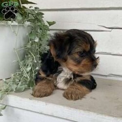 Buster/Yorkie									Puppy/Male	/March 29th, 2024,Meet Buster…. he was the only puppy in the litter, lives in our house and is so very loved and spoiled! He is also great with children and loves playing with them. He has been vet checked and updated on all shots and dewormers… if you would to meet this adorable yorkie puppy , just give us a call…      