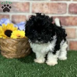 Skylar/Shih-Poo									Puppy/Female	/9 Weeks,Hey there, My name is Skylar! I am a very cute female Shihpoo puppy! I was born on March 23rd, 2024.  I am such a sweet little girl! I am looking for my new family, could that be with you? If you choose me I will come home to you vet checked with my vaccinations and deworming up to date, and I will also be microchipped. If you think that I would make the perfect little addition to your family, then please call or text to find out more information about me!  