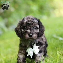 Enzo/Cockapoo									Puppy/Male	/6 Weeks,Introducing Enzo, the embodiment of boundless energy and irresistible charm! This little guy is an extremely loving Cockapoo puppy who loves attention. He has stunning, fluffy fur paired with large brown eyes that set him apart from others. Cockapoo are intelligent and affectionate, they love playtime, cuddling or going on adventures with their favorite people. They tend to be very adaptable and should have no problem adjusting to their new homes! The Mama is a beautiful Cockapoo girl named Hazel, she weighs 15lbs. Whether she’s faithfully by our side or patiently waiting by the door for our return, her commitment is unwavering. The Dad, Ozzie is a handsome AKC Mini Poodle who weighs 12 lbs. He has a lively, happy- go-lucky temperament & is a super smart boy. This baby will join your home microchipped, Up to date on vaccines and dewormer, with our 1 Year genetic health guarantee & will be completely vet checked. If you would like some more information or to schedule a visit, please call or text me anytime Monday through Saturday. Thanks, Emily 