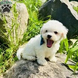 Marshmallow/Bichon Frise									Puppy/Male	/8 Weeks,Meet marshmallow! Started on potty training and crate training Puppies come vet checked, microchipped, vaccinated, dewormed, medical insurance through trupanion, and a health guarantee. Adorable, sweet, playful, loves children of all ages, enjoy car rides, going to stores, and cuddling, they do great with cats and other dogs. Local pick up in lake Orion, Michigan or we have a flight nanny who also does ground Transportation. Cost depends upon distance. Please reach out for a quote. Deposits arent required however, Deposits secure a specific puppy, we absolutely will not hold without one. Deposits are $200. same day pick up without deposit is fine. Payment accepted: cash, zelle, venmo, financing. Financing is done through terrace pets where they match you with a lender, they cover the price of the dog and shipping if needed, all credit scores considered, early payoff no penalty, great customer service. Please reach out for my direct link to apply.