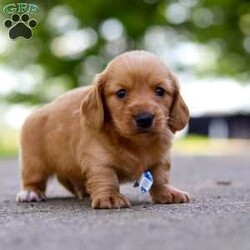 Mochi/Dachshund									Puppy/Male	/7 Weeks,Meet Mochi, the epitome of cuteness in AKC Miniature Dachshund form! With a silk smooth coat, his expressive eyes brimming with curiosity and sweetness twinkle with excitement. His darling puppy antics add to his irresistible charm as he prances around with a playful bounce that melts hearts, his button nose twitches with excitement leading him on adventures to discover the wonders of the world around him.  