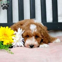 Gabe/Mini Goldendoodle									Puppy/Male	/March 29th, 2024,Meet Gabe, a Micro Mini Goldendoodle puppy with gorgeous coloring and attractive white markings. This charming little cutie comes up to date on shots and dewormer and is vet checked! The breeder offers  a 30 day health guarantee as well! To learn more about how you can bring this precious puppy into your home contact us today! 