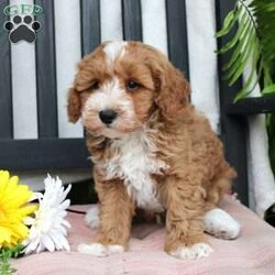 Gabe/Mini Goldendoodle									Puppy/Male	/March 29th, 2024,Meet Gabe, a Micro Mini Goldendoodle puppy with gorgeous coloring and attractive white markings. This charming little cutie comes up to date on shots and dewormer and is vet checked! The breeder offers  a 30 day health guarantee as well! To learn more about how you can bring this precious puppy into your home contact us today! 