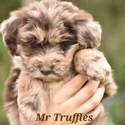 FB2 mini Bordoodle puppies/Poodle (Miniature)/Female/Younger Than Six Months,FB2 mini Bordoodle puppies. Parents are intelligent, friendly natured and much loved family pets, expect very low shedding, excellent for indoor/outdoor pets. With Moss and Clover being very similar size we expect Adults to mature around 14-16kg. We are blessed with Beautiful Merle, chocolate, caramel and cream puppies , They will be vaccinated, micro chipped and ready to go to new homes at the end of May. 