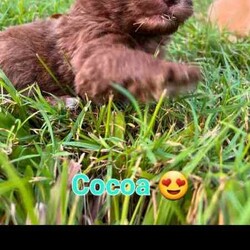 FB2 mini Bordoodle puppies/Poodle (Miniature)/Female/Younger Than Six Months,FB2 mini Bordoodle puppies. Parents are intelligent, friendly natured and much loved family pets, expect very low shedding, excellent for indoor/outdoor pets. With Moss and Clover being very similar size we expect Adults to mature around 14-16kg. We are blessed with Beautiful Merle, chocolate, caramel and cream puppies , They will be vaccinated, micro chipped and ready to go to new homes at the end of May. 