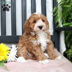 Gabe/Mini Goldendoodle									Puppy/Male	/March 29th, 2024,Meet Gabe, a Micro Mini Goldendoodle puppy with gorgeous coloring and attractive white markings. This charming little cutie comes up to date on shots and dewormer and is vet checked! The breeder offers  a 30 day health guarantee as well! To learn more about how you can bring this precious puppy into your home contact us today! 