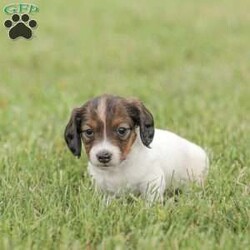 Ellie – Mini/Dachshund									Puppy/Female	/6 Weeks,Say hello to this sweet Mini Dachund puppy! She is family raised with children and gets lots of love and snuggles with them! 