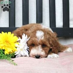 Gabe/Mini Goldendoodle									Puppy/Male	/March 29th, 2024,Meet Gabe, a Micro Mini Goldendoodle puppy with gorgeous coloring and attractive white markings. This charming little cutie comes up to date on shots and dewormer and is vet checked! The breeder offers  a 30 day health guarantee as well! To learn more about how you can bring this precious puppy into your home contact us today! 