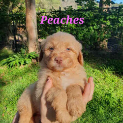 FB2 mini Bordoodle puppies/Poodle (Miniature)/Female/Younger Than Six Months,FB2 mini Bordoodle puppies. Parents are intelligent, friendly natured and much loved family pets, expect very low shedding, excellent for indoor/outdoor pets. With Moss and Clover being very similar size we expect Adults to mature around 14-16kg. We are blessed with Beautiful Merle, chocolate, caramel and cream puppies , They will be vaccinated, micro chipped and ready to go to new homes at the end of May. 