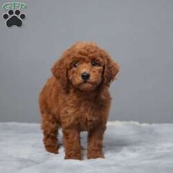 Mina/Mini Goldendoodle									Puppy/Female	/8 Weeks,Meet Mina, the sweetest Mini Goldendoodle you’ll ever find! Raised with love by a caring family, Mina is not just adorable but also super healthy. She’s been vet-checked, microchipped, and is up to date on all her vaccines and dewormer.