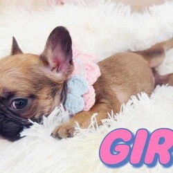 French Bulldog Purebred Puppies Ready for Adoption/French Bulldog/Both/Younger Than Six Months,Discover the beauty and charm of purebred French Bulldogs! Our puppies are raised in a loving environment, have excellent temperaments, and are ideal companions for families or individuals. Reserve your puppy today and experience the joy of owning a French Bulldog!There are 4boys and three girls available.They are all vaccinated and microchipped vet checked and with pedigree certificates.