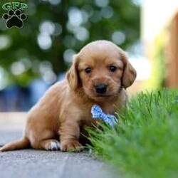 Mochi/Dachshund									Puppy/Male	/7 Weeks,Meet Mochi, the epitome of cuteness in AKC Miniature Dachshund form! With a silk smooth coat, his expressive eyes brimming with curiosity and sweetness twinkle with excitement. His darling puppy antics add to his irresistible charm as he prances around with a playful bounce that melts hearts, his button nose twitches with excitement leading him on adventures to discover the wonders of the world around him.  