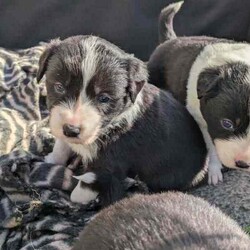 Adorable Purebred Border Collie Puppies/Border Collie/Both/Younger Than Six Months,Beautiful Border Collie puppies born 24th April 2024. We have 4 gorgeous boys and 1 precious girl available to go to their new fur-ever homes from the 28th June 2024.Mum & Dad are much loved pets and we live on a 20 acre farm where they can all enjoy the freedom to run about as they grow, surrounded by nature, animals and people that love them. Their parents are loving, intelligent, loyal and energetic, and can be seen in the last 2 photos.Border Collies are great companions, and can make fantastic pets or work dogs. If you want a Border Collie please consider that they are an energetic, intelligent and a highly trainable breed.All pups have been Vet checked and microchipped, as well as regularly wormed. They will receive their first vaccination in 2 weeks.A loving and committed fur-ever home is our top priority for these precious pups. We welcome visits from potential adopters to meet our puppies and their parents, ensuring the perfect match for both the puppy and their new family.If you are interested in one of our pups, please send me a message with your name, location and some information about yourself and your family and I will return your message as soon as I'm available.