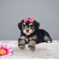 Macy/Miniature Poodle									Puppy/Female	/8 Weeks,Meet Macy, the sweetest Mini Poodle you’ll ever find! This charming little lady is looking for a forever home where she can share her love and joy. Raised with care in a family setting, Macy is well-socialized and ready to be your perfect companion. She has been vet checked to ensure she’s healthy and is up to date on her vaccines and dewormer. Macy loves to play and cuddle, making her an ideal addition to any family. Don’t miss out on the chance to welcome this delightful, loving pup into your life. Contact us today to meet Macy!