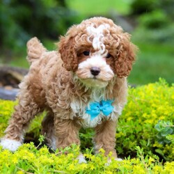 Lilbits/Cockapoo									Puppy/Male	/9 Weeks,Meet Lilbits, the most adorable little F1B Cockapoo you will ever meet! This stunning little baby has the most luscious hair coat and the most darling features of a Cockapoo. He is ready to take on the world with his forever family by his side. His knack for bringing smiles to the faces of everyone he meets has ensured that the he has received endless love and attention since birth. This has allowed him to become highly socialized and very adaptable. When he joins you and your family, he will have no trouble adjusting to you and your lifestyle. Dad is a very handsome Poodle named Hockey weighing 14lbs he is super intelligent and friendly. Mama is a sweet girl is a F1 Cockapoo, who loves to play and has a very calm and gentle personality, weighing around 12lbs. Each of the babies arrive at their forever homes completely vet checked, microchipped, up to date on all the necessary vaccines and dewormer and our one year health guarantee is included. Please call me for more information or to schedule a visit, Thanks! Irma Miller 