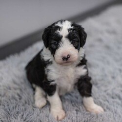 Nessie/Mini Sheepadoodle									Puppy/Female	/11 Weeks,This is a Mini Sheepadoodle, a mix between an OES and a Mini Poodle. Sheepadoodles are playful, intelligent, loving, sociable and great family dogs. Sheepadoodles have a goofy and fun personality. They are typically between 30-40 lbs full grown. Our puppies come with their first round of shots and dewormer and will be vet checked to ensure a healthy puppy. We take great pride in getting our puppies ready for their forever homes! We offer transportation for those who can not come pick up at our farm. Thanks for checking us out, feel free to reach out with any other questions or additional photos.